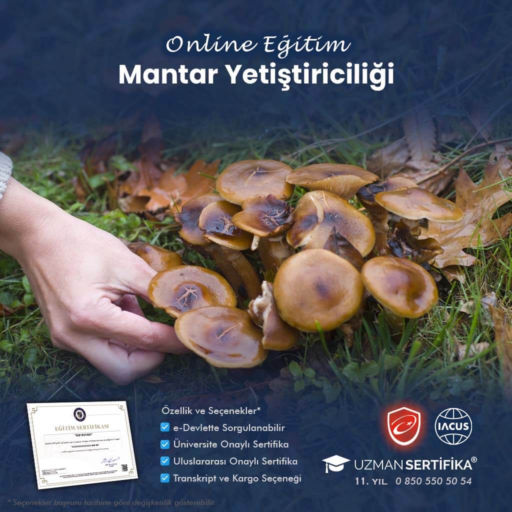 Mantar Yetiştiriciliği Eğitimi Sertifika Programı