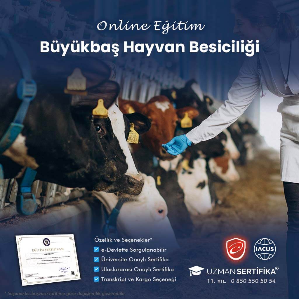 Büyükbaş Hayvan Besiciliği Eğitimi Sertifika Programı