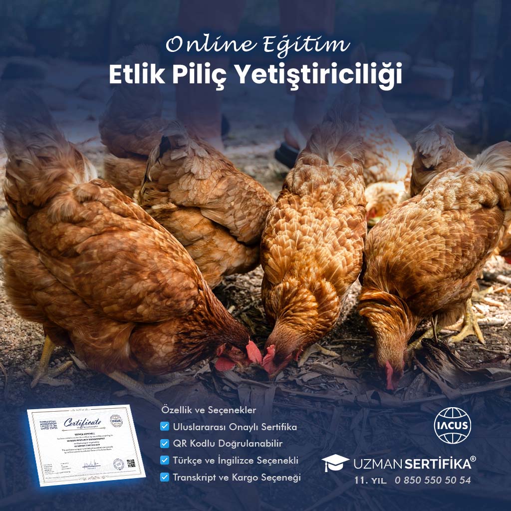 Etlik Piliç Yetiştiriciliği Eğitimi Sertifika Programı